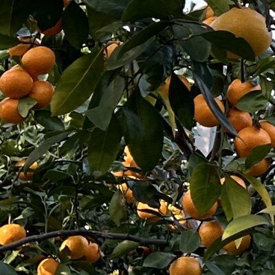 《2本》徳島県産　情熱みかんドレッシング