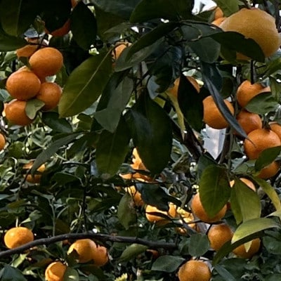 《1本》徳島県産　情熱みかんドレッシング