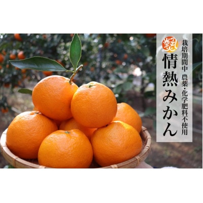 【2026年5月より受付開始】徳島県阿南市産みかん5kg  栽培期間中農薬・化学肥料不使用　不揃い