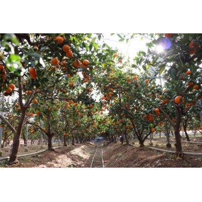 【2026年5月より受付開始】徳島県阿南市産みかん5kg  栽培期間中農薬・化学肥料不使用　不揃い