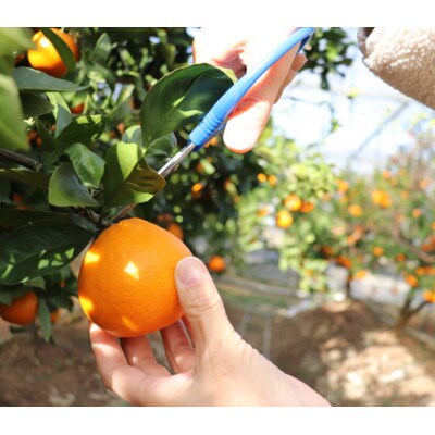 【2026年5月より受付開始】徳島県阿南市産みかん5kg  栽培期間中農薬・化学肥料不使用　不揃い