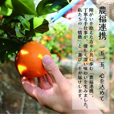【訳あり・糖度10度以上】みかん 5kg　栽培期間中農薬・化学肥料不使用
