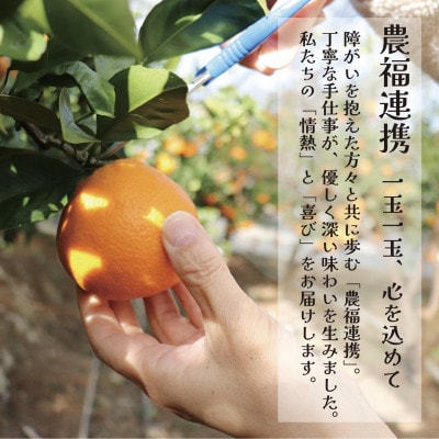 栽培期間中農薬・化学肥料不使用!ストレートみかんジュース600ml×15本　情熱カンパニー