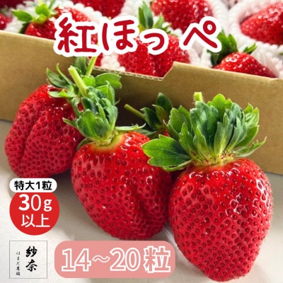 先行受付《特大14～20粒 》紗奈～はまだ農園　『紅ほっぺ』大粒いちご　1粒30g以上