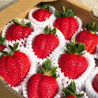 先行受付《特大14～20粒 》紗奈～はまだ農園　『紅ほっぺ』大粒いちご　1粒30g以上