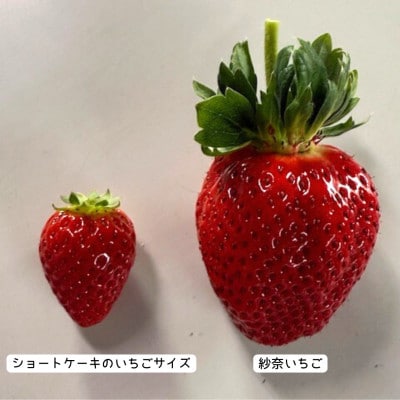 先行受付《特大14～20粒 》紗奈～はまだ農園　『紅ほっぺ』大粒いちご　1粒30g以上