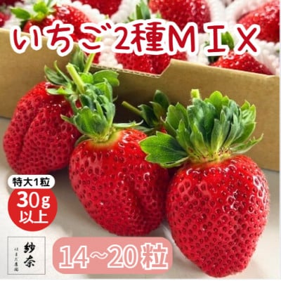 先行受付《特大14～20粒 》紗奈～はまだ農園　いちごミックス　大粒いちご　1粒30g以上