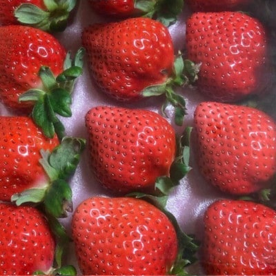 《300g×4パック》贈答用いちご1200g　2品種以上入ります。