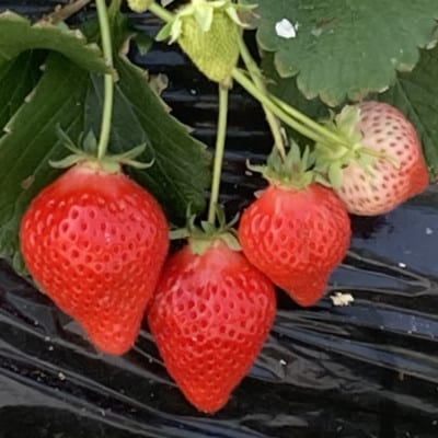 《300g×4パック》贈答用いちご1200g　2品種以上入ります。