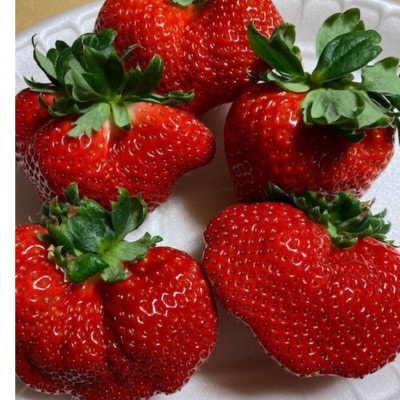 【訳あり】《300g×4パック》規格外いちご1200g　2種以上入ります。