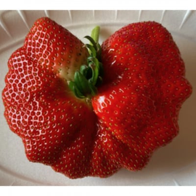 【訳あり】《300g×4パック》規格外いちご1200g　2種以上入ります。