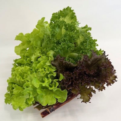 新鮮しゃきしゃきレタス