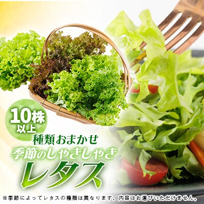 新鮮しゃきしゃきレタス