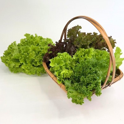 新鮮しゃきしゃきレタス