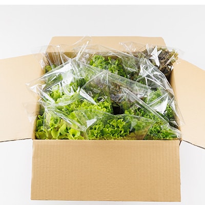 新鮮しゃきしゃきレタス