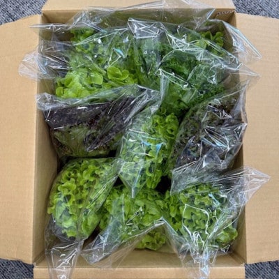 新鮮しゃきしゃきレタス