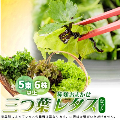 新鮮しゃきしゃきレタスと香る三つ葉セット