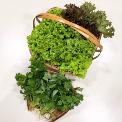 新鮮しゃきしゃきレタスと香る三つ葉セット