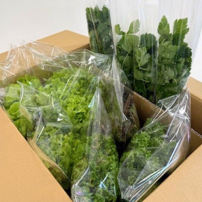 新鮮しゃきしゃきレタスと香る三つ葉セット