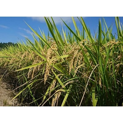 生産農家直接仕入れ米　令和5年産茨城県産コシヒカリ25kg【白米発送】