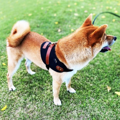 【中型犬用】ハーネス　コーデュラ×本牛革(黒×ブラウン革)