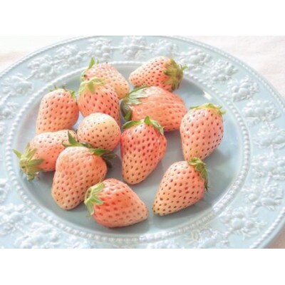 【茨城県共通返礼品 かすみがうら市産】シャインマスカット2房　とちおとめDX1パック白いちご1パック