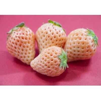 【茨城県共通返礼品 かすみがうら市産】粒々いちご36粒 とちおとめと白いちごとシャインマスカット