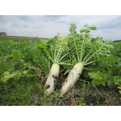 栽培期間中、農薬・化学肥料不使用 季節のお野菜ギフト(5~6種程度詰合)【F-20】