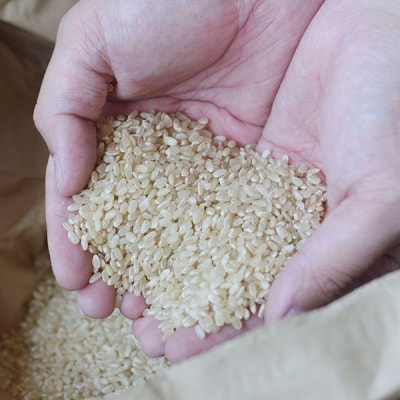 ★令和7年産発送★　伊予あぐり米「にこまる」(精米10kg)