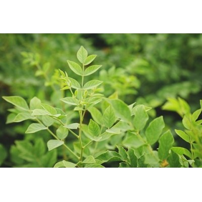 リコリスティーセット