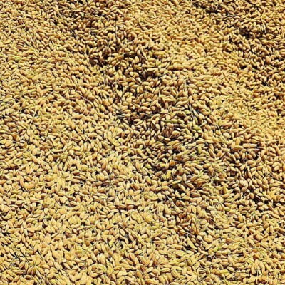 【2026年10月から順次発送予定】 米 ヒノヒカリ 玄米 30kg 未検査米 【HSH002】