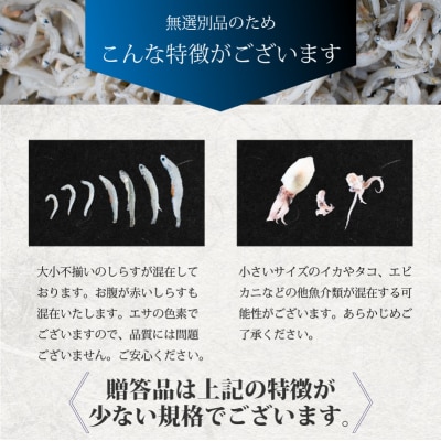 しらす 2kg 訳あり 釜揚げ | ワケアリ 愛媛県 松前町 【AIS002】