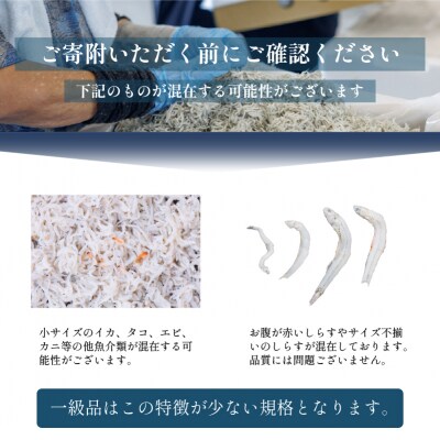 しらす 1kg 訳あり 釜揚げ | ワケアリ 愛媛県 松前町 【MYS001】