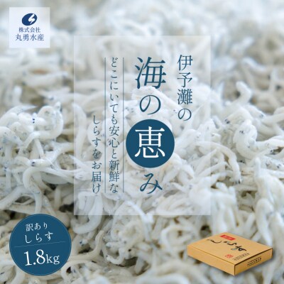 しらす 1.8kg 訳あり 釜揚げ | ワケアリ 愛媛県 松前町 【MYS002】