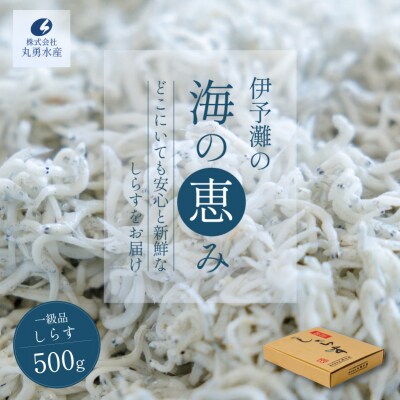しらす 500g 一級品 釜揚げ | 贈答 新鮮 愛媛県 松前町 【MYS003】