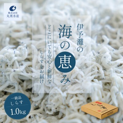 しらす 1kg 一級品 釜揚げ | 贈答 新鮮 松前町 【MYS004】