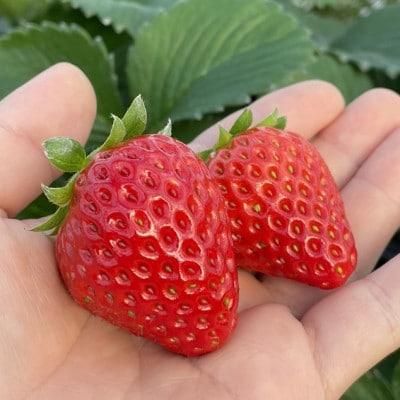 愛知県田原産フローズンいちご(紅ほっぺ)1kg
