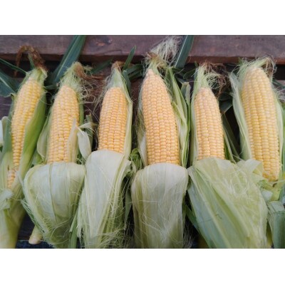 とうもろこし(イエロー)4kg