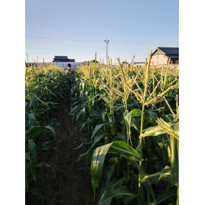 とうもろこし(イエロー)4kg