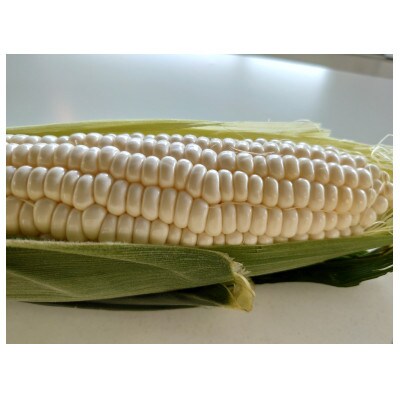 とうもろこし(ホワイト)4kg