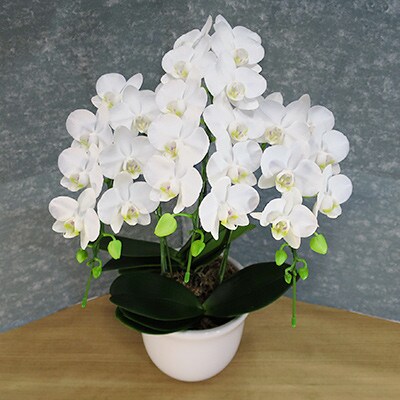 【陶器鉢寄せ植え】中村洋ランの胡蝶蘭　ミディ系白色3本