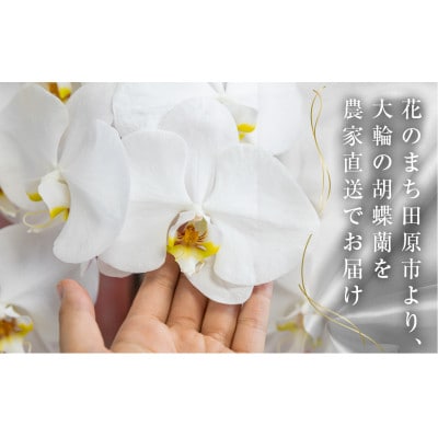 【陶器鉢寄せ植え】中村洋ランの胡蝶蘭　白大輪5本
