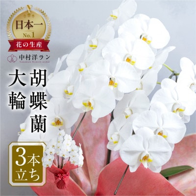 【ラッピング仕様】中村洋ランの胡蝶蘭　白大輪3本