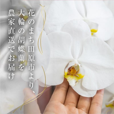 【ラッピング仕様】中村洋ランの胡蝶蘭　白大輪3本