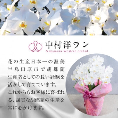 【ラッピング仕様】中村洋ランの胡蝶蘭　白大輪5本