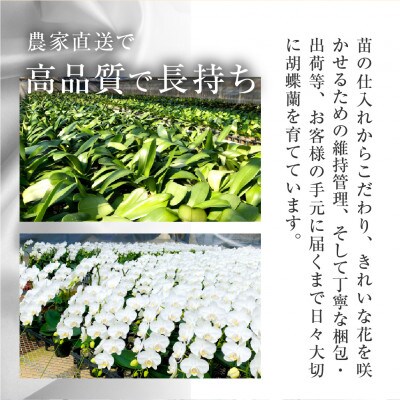 【陶器鉢寄せ植え】中村洋ランの胡蝶蘭　ミディ系 ピンク　3本