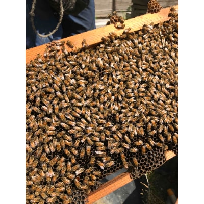 OKAWA HONEY