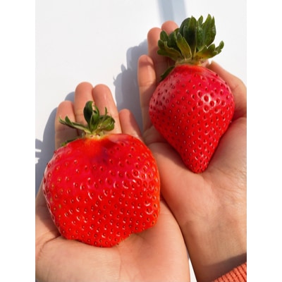 菜の花いちご　1パック(6～8粒入)・大粒2玉