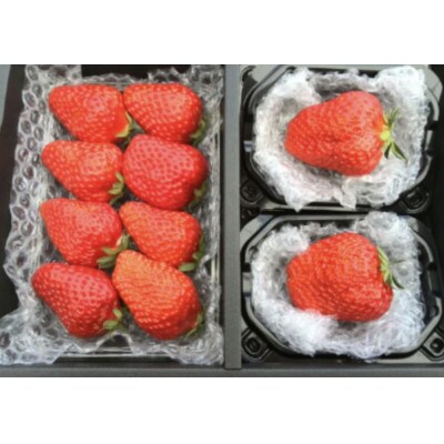 菜の花いちご　1パック(6～8粒入)・大粒2玉