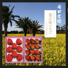 菜の花いちご　3箱(8粒〜12粒入) | ふるさと納税のお礼品